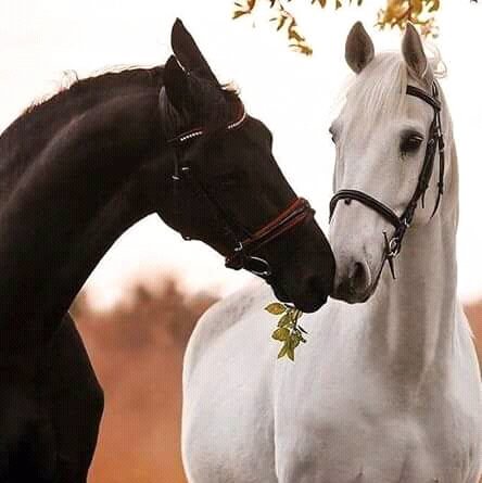 FB IMG 15282829332825639