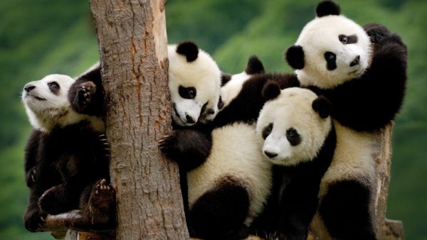 panda-malenkie-cherno-belye