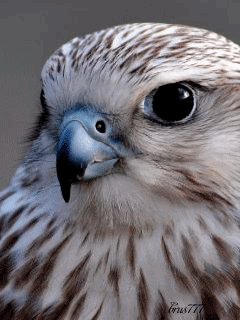 Сокол
