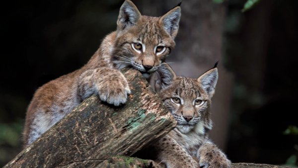 rys-rysiata-detionyshi-parochka