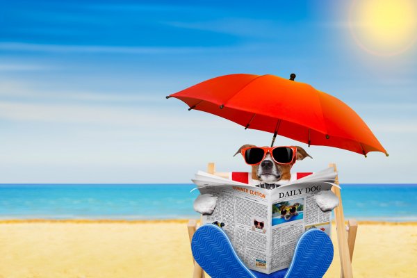 Dogs-Beach-Jack-Russell-terrier-Glasses-Umbrella