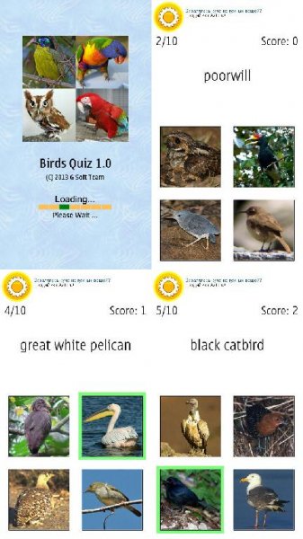 BirdsQuiz 9.4-S3-Belle