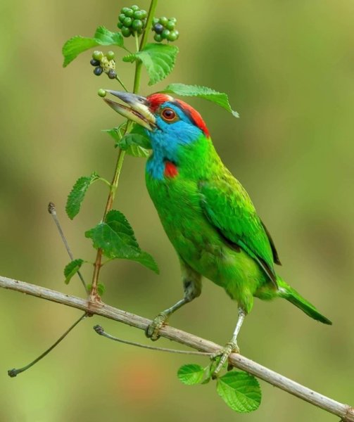Голубощёкий бородастик Blue-throated Barbet