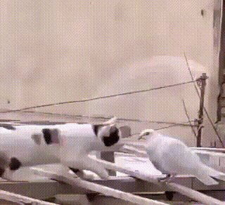 Когда первый раз на охоте и не знаешь, что это такое...