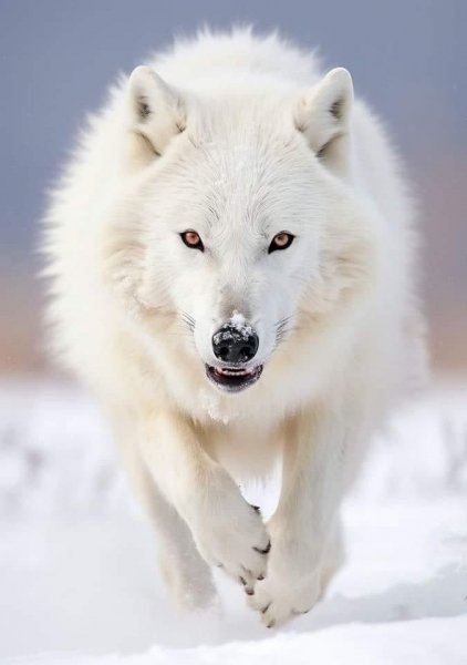 file_102064584