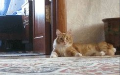 испуг-гифки-котэ-294991