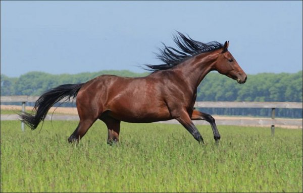 Украинская верховая (3)