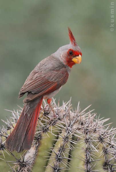 Попугайный кардинал