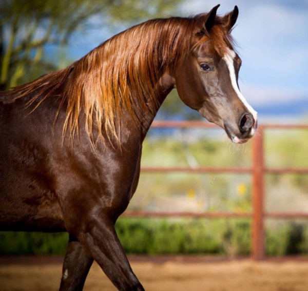 Англо-арабская порода лошадей (2)