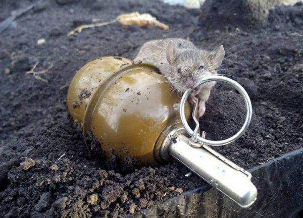 Без слов