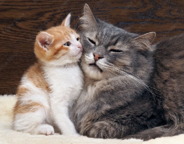 Котёнок и кошка