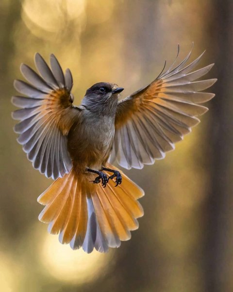 Кукша Siberian Jay