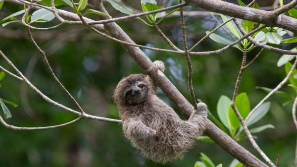 PygmySloth ROW1074539359 UHD