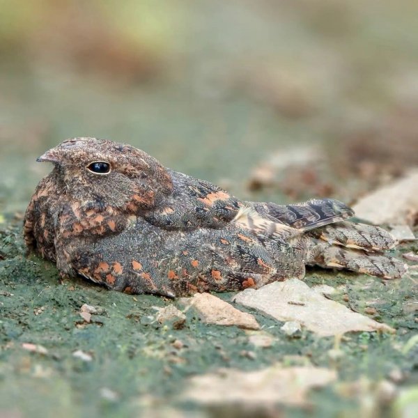Саванный козодой Savanna Nightjar