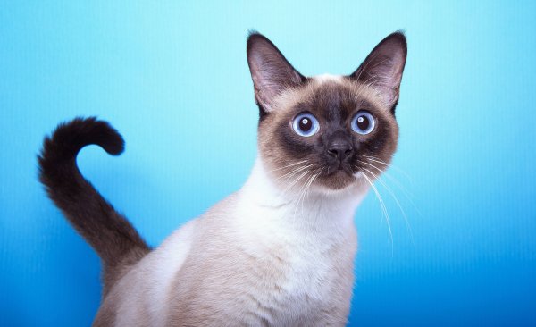 Siamese Cat