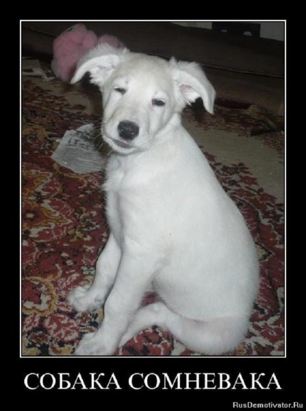 Собака сомневака