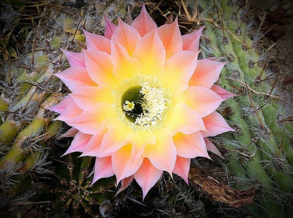 Кактус Царица ночи