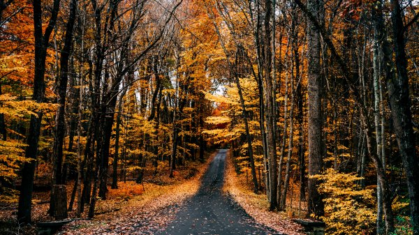 Backiee-128908-landscape