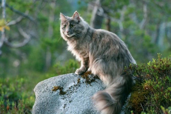 Кот в лесу. (25)
