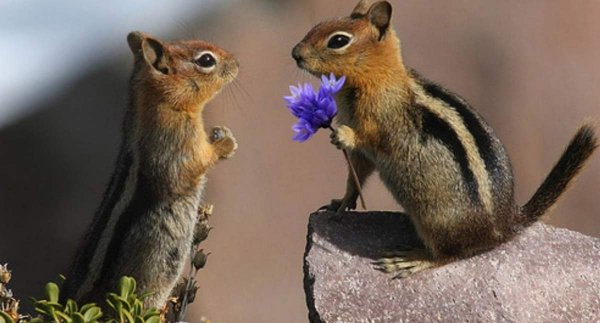 vljublennye-zhivotnye-animal-reader.ru-010