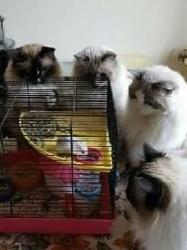 Cats