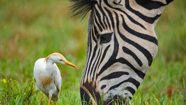 Zebra Egret Зебра и белая цапля UHD обои 4K