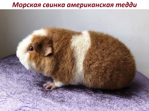 Морская свинка американская тедди
