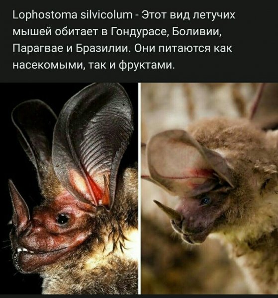 file_86335681