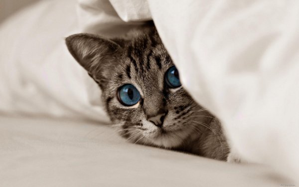 Котэ обои ПК