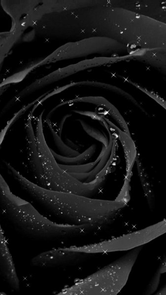 Black Rose HD Wallpaper...