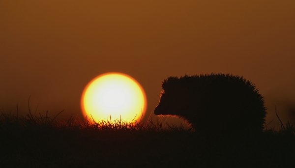 ezhik-zakat-solnce-trava