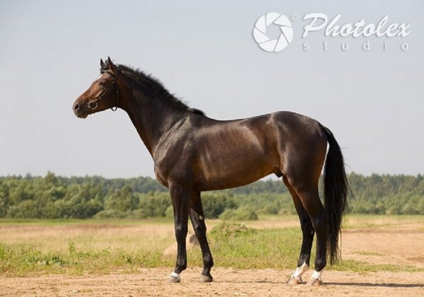 Французский селль (2)