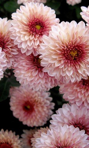 file_86390826