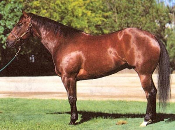 Квотерхорс (3)