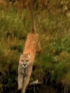 Go