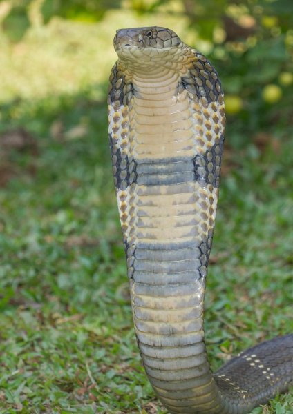 Bolshaya-zmeya-56