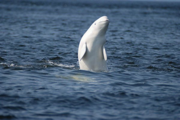 IMG 20170918 174033 7