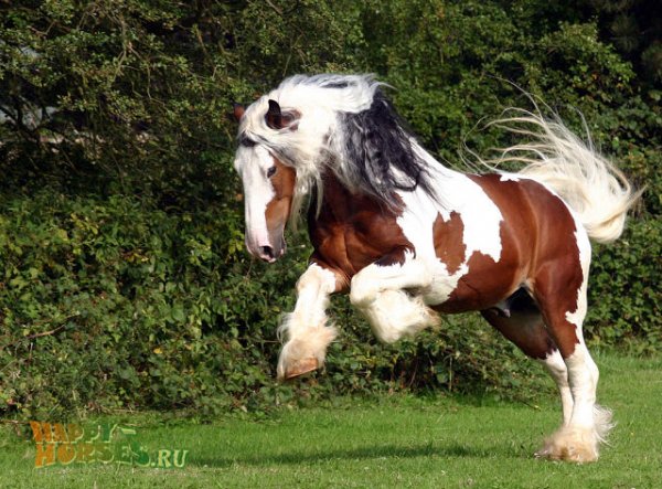 getImage2233