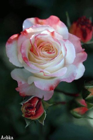 file_93170804