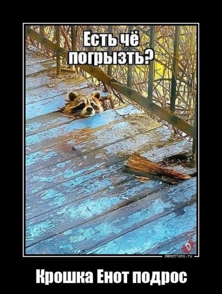 Крошка Енот