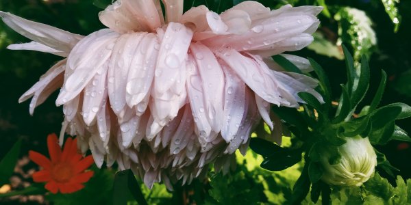 IMG 20190906 131419 1567770243850