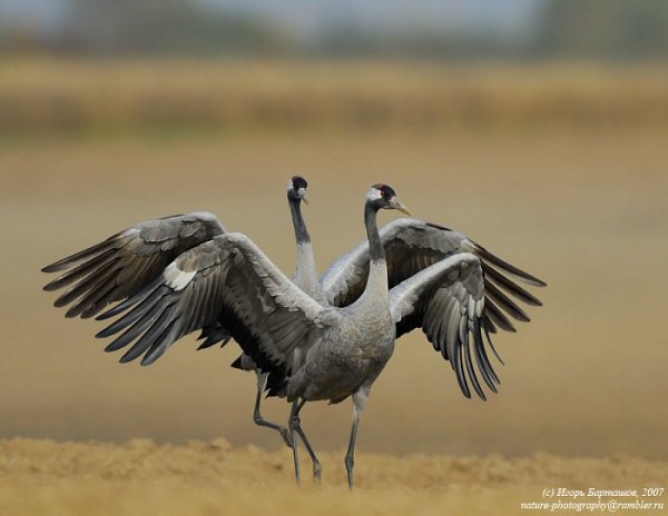Журавли.Танго