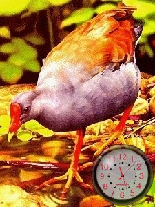 Anim.birds
