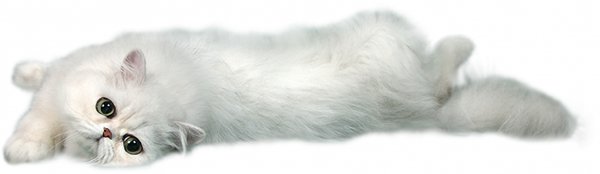Белый кот (2)