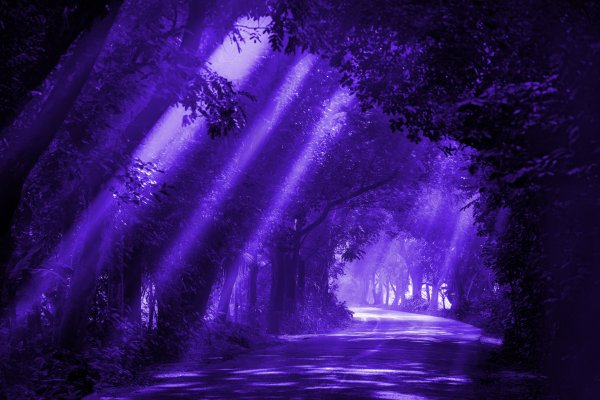 Purple-forest-rays-of-light-trees-mist