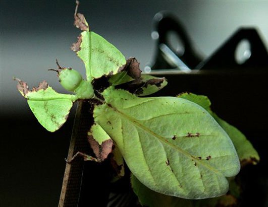 ap leaf insect 080409 ssh