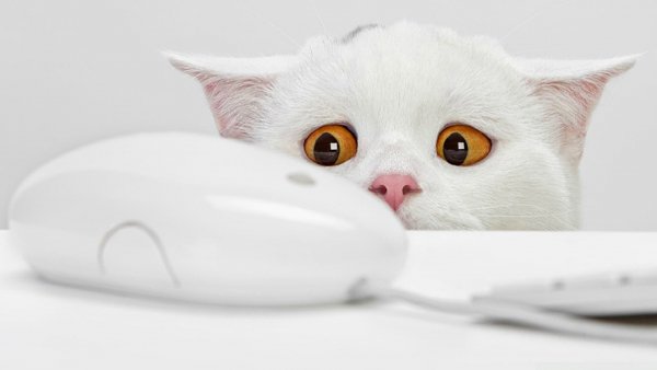 cute cat 3-wallpaper-1920x1080