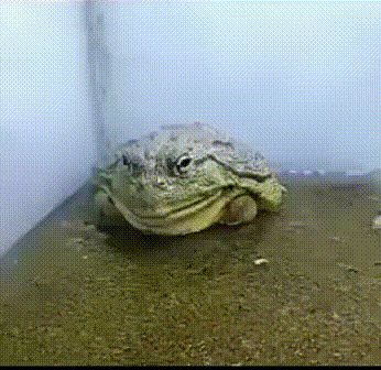 Жаба пожиратель