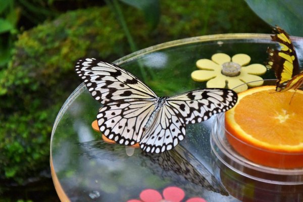 Butterflies 5