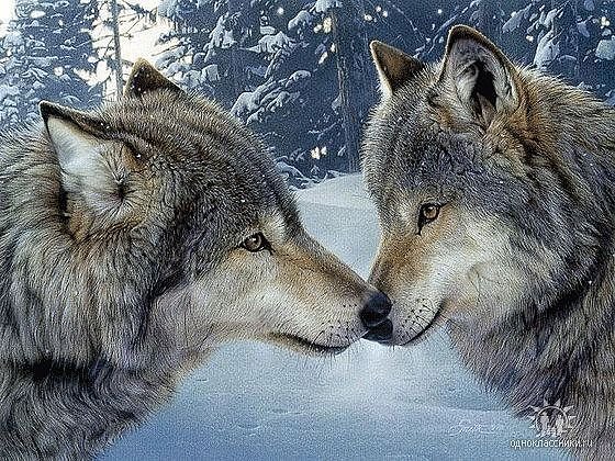 getImage (21)